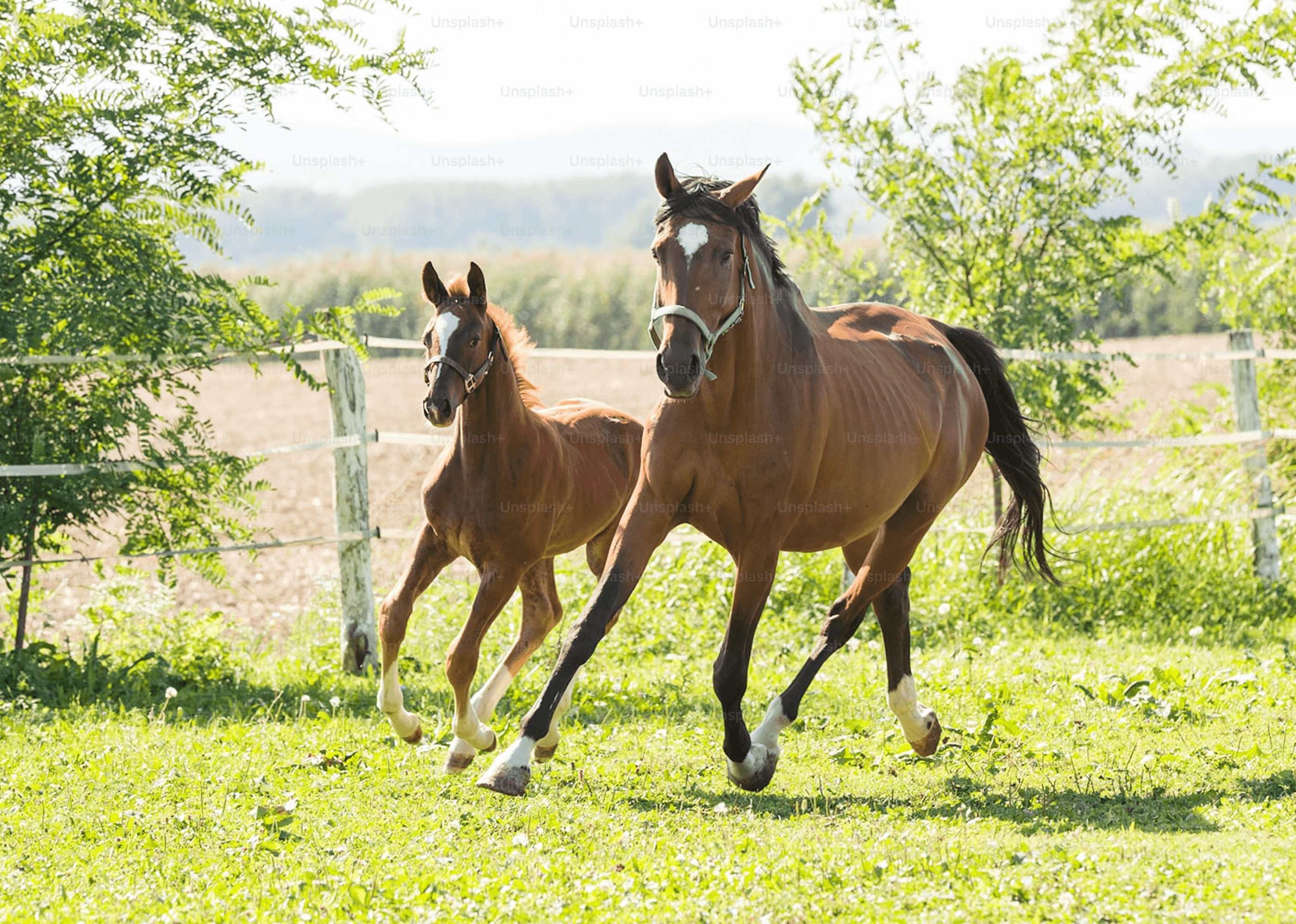 Horse Farm
