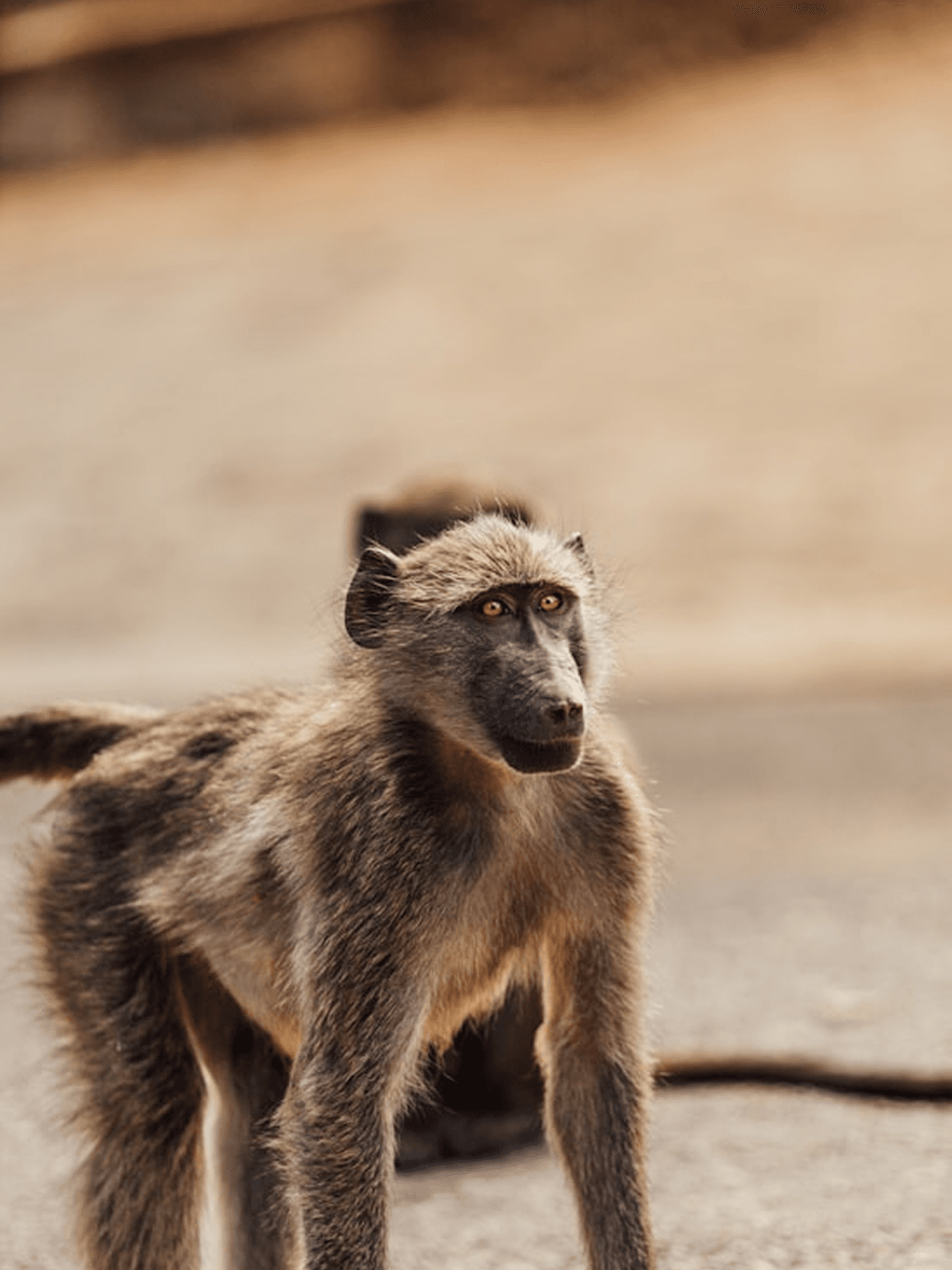 Monkey