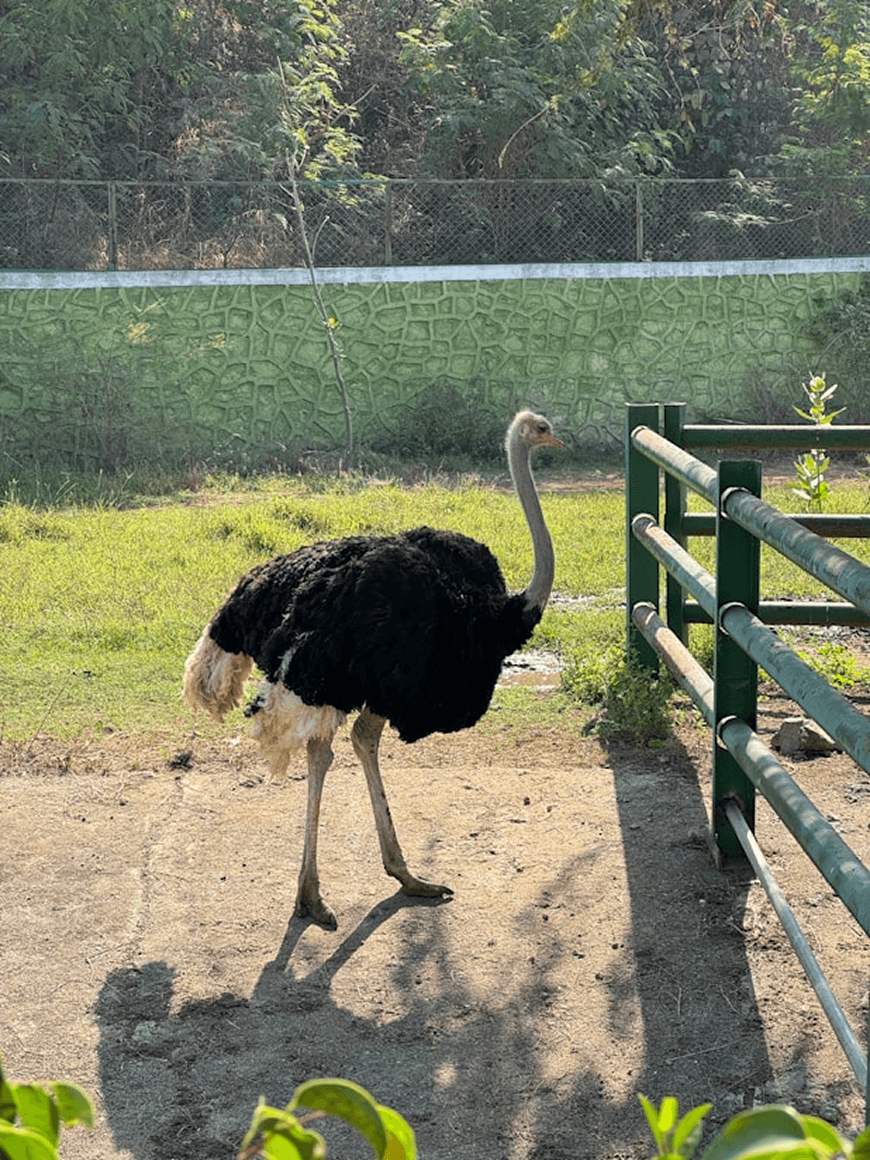 Ostrich