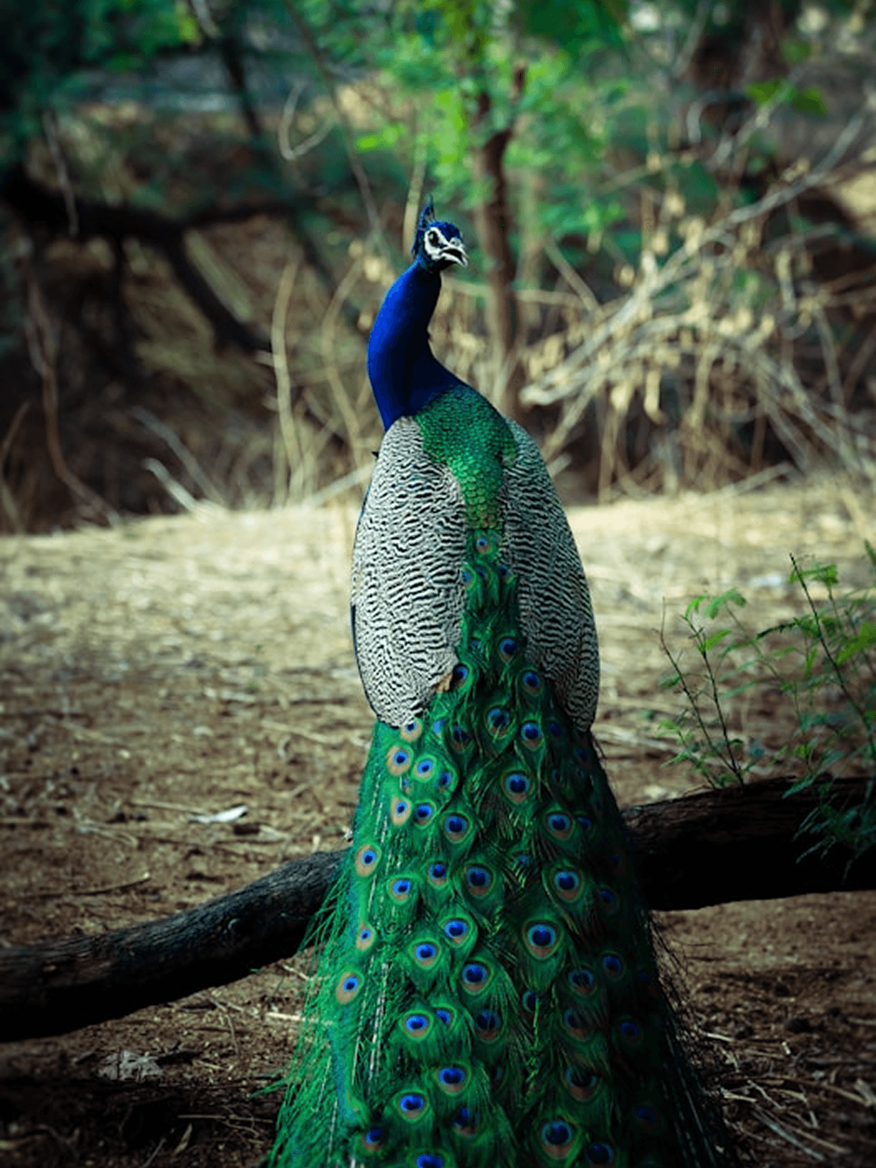 Peacock